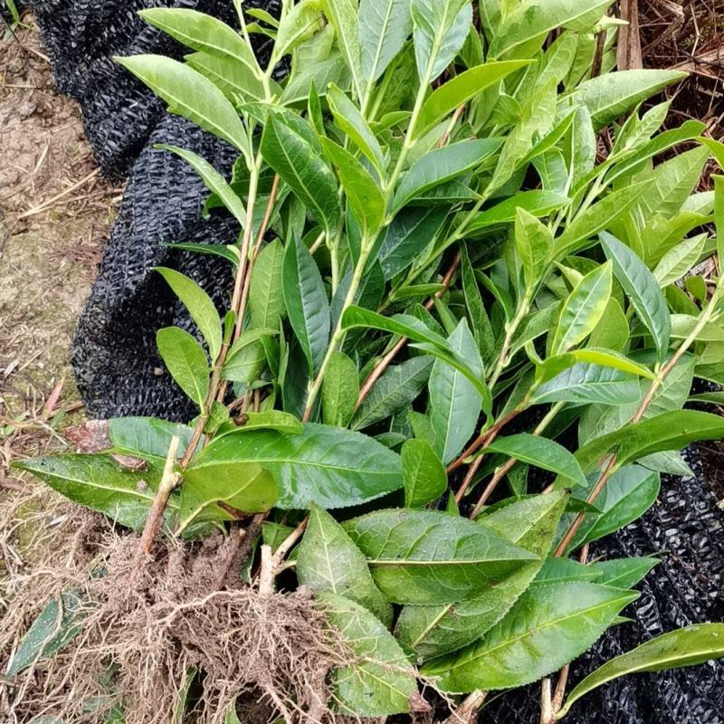 各种茶苗出售批发