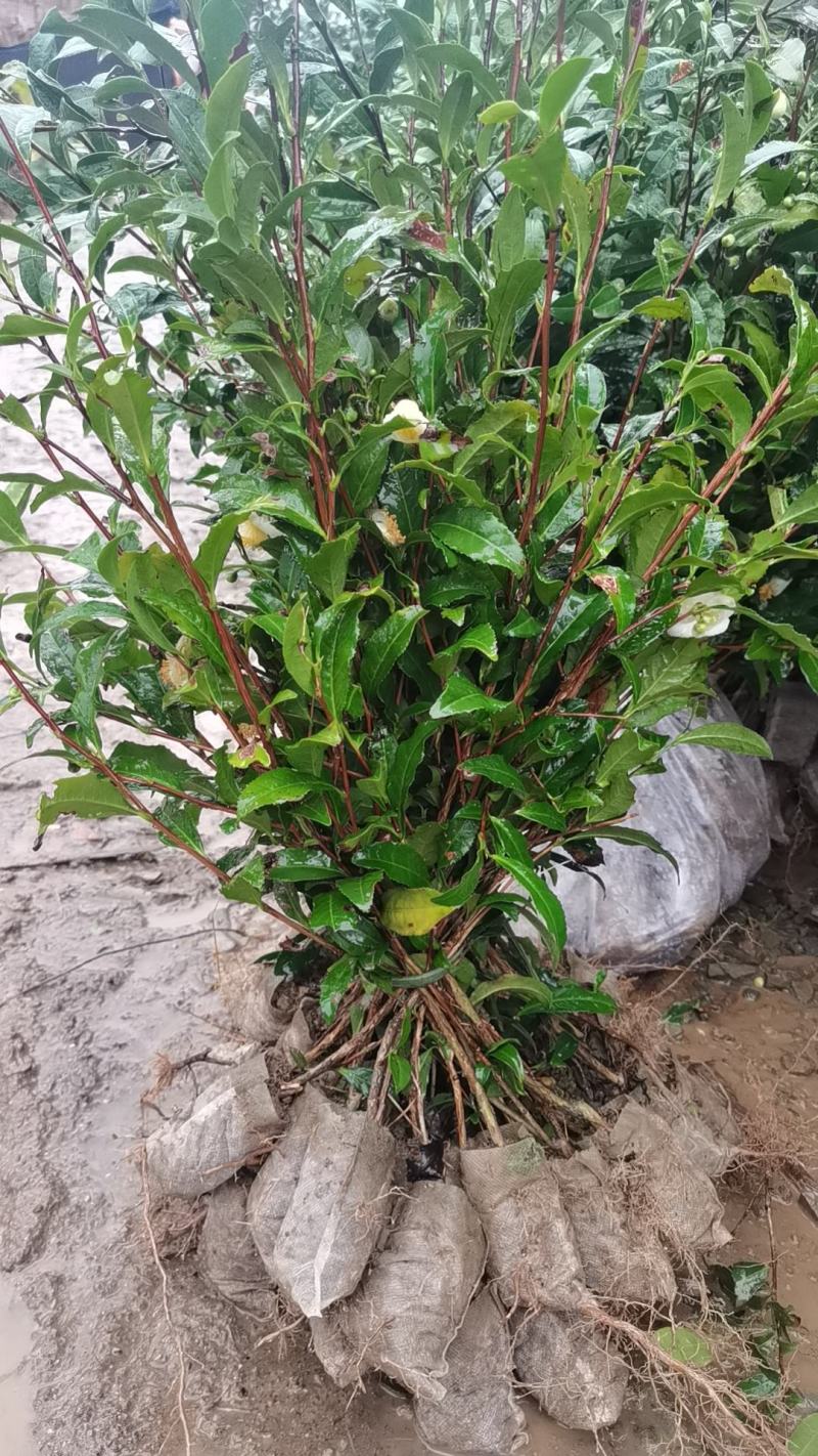 各种茶苗出售批发
