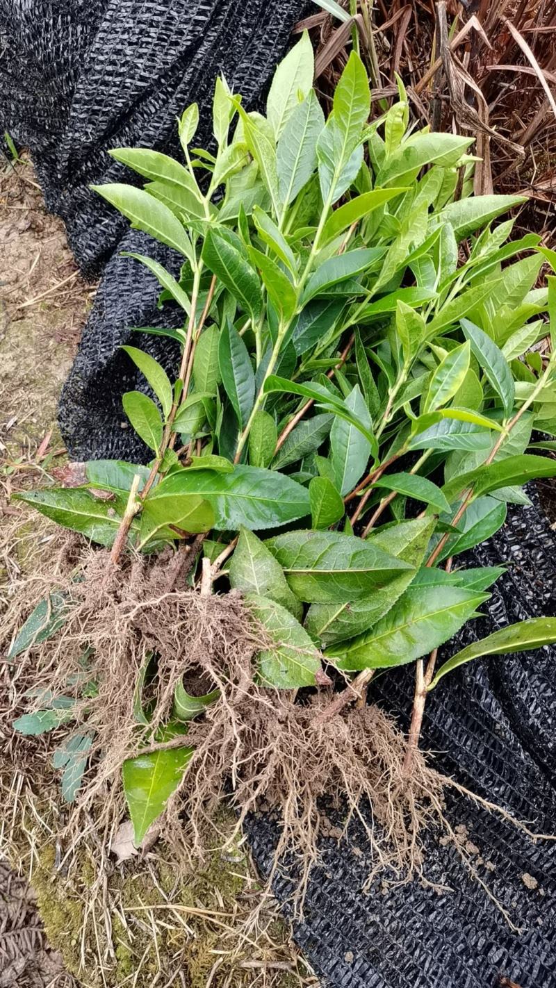 各种茶苗出售批发