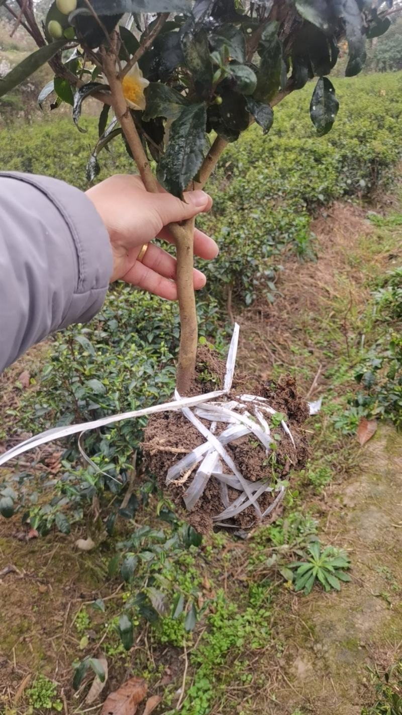一年生和多年生长茶苗