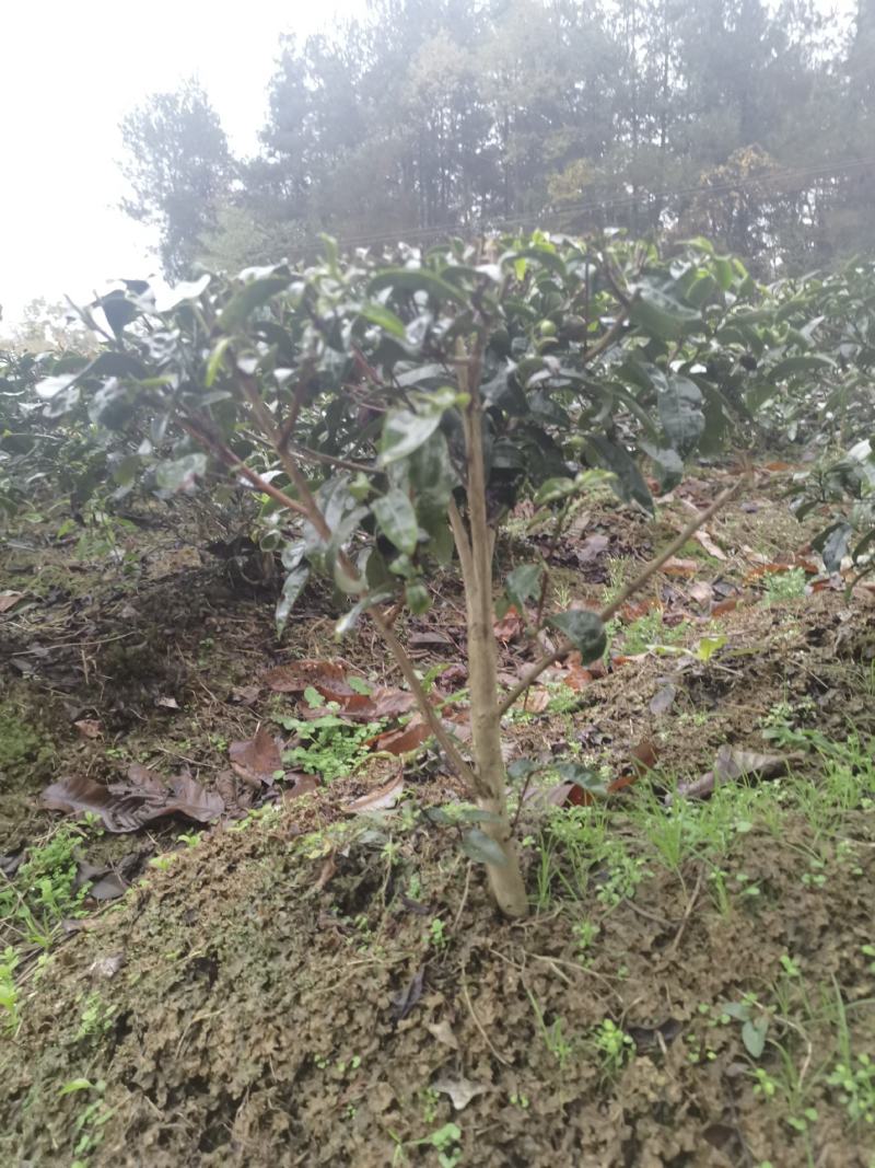 一年生和多年生长茶苗