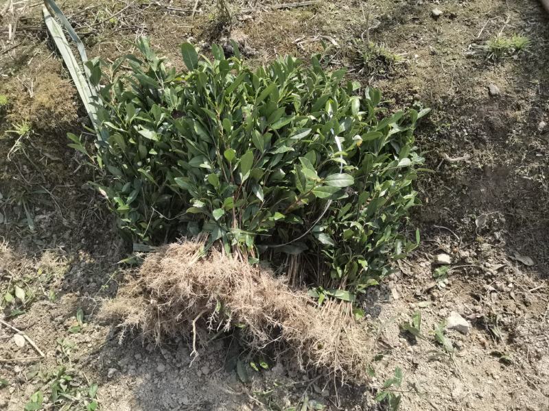 一年生和多年生长茶苗