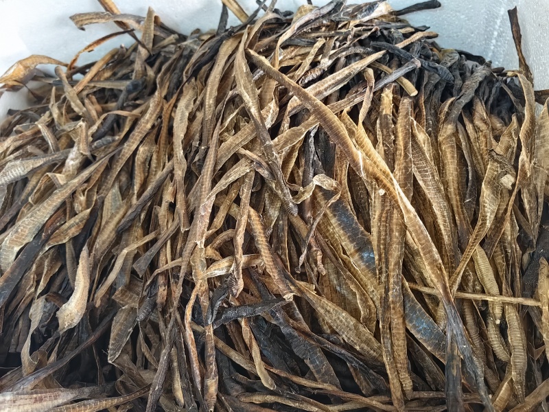 地龙批发优质全开地龙规格齐全可供大货量大价优