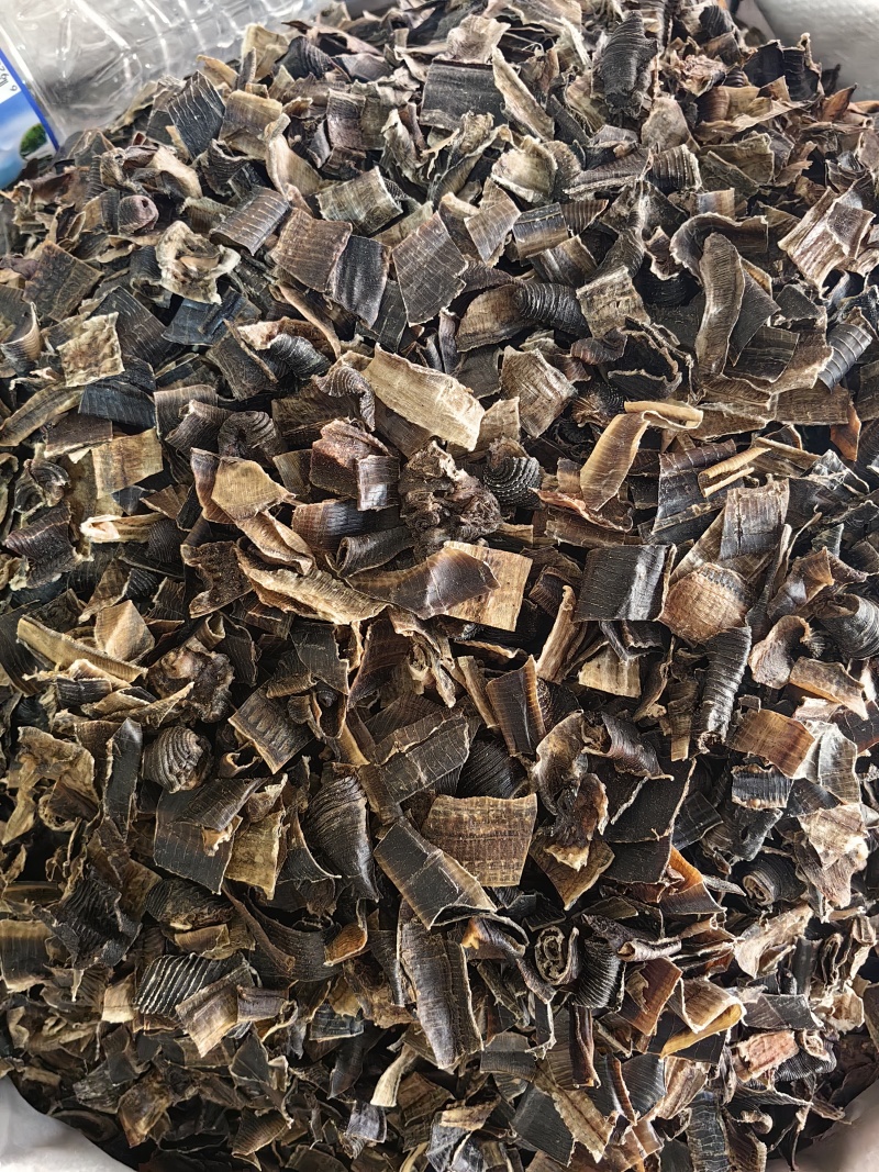 地龙批发优质全开地龙规格齐全可供大货量大价优