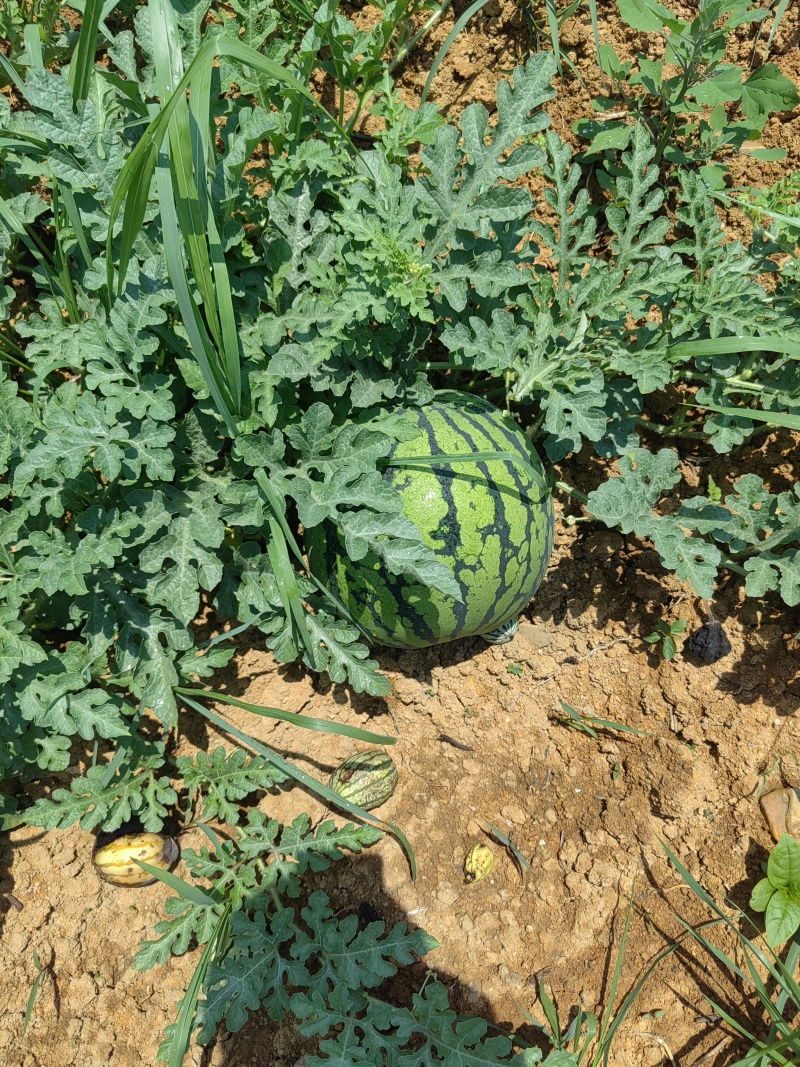精品露地瓜10天后准备上市