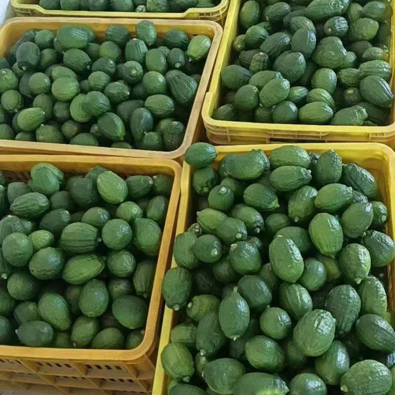 精品广东香水柠檬江门产地一手货源保证质量支持一件代发