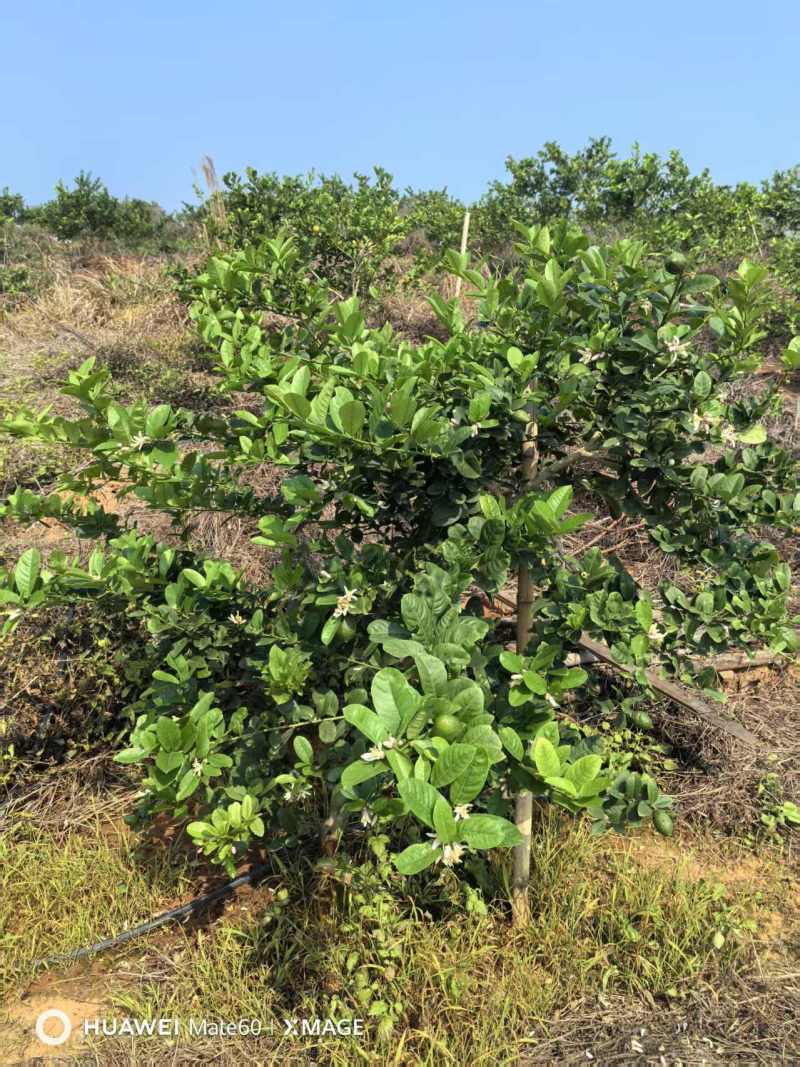 精品广东香水柠檬江门产地一手货源保证质量支持一件代发