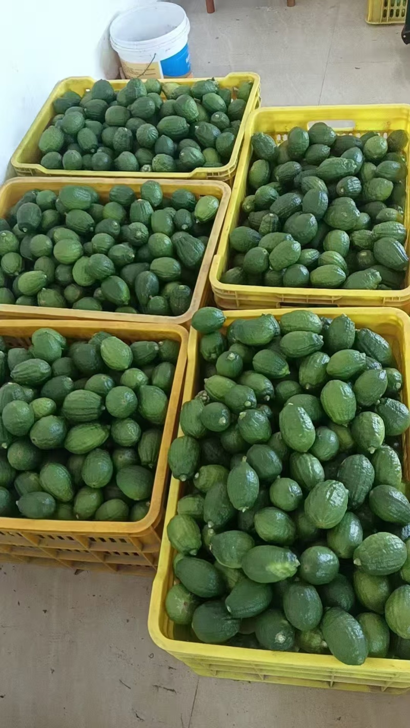 精品广东香水柠檬江门产地一手货源保证质量支持一件代发