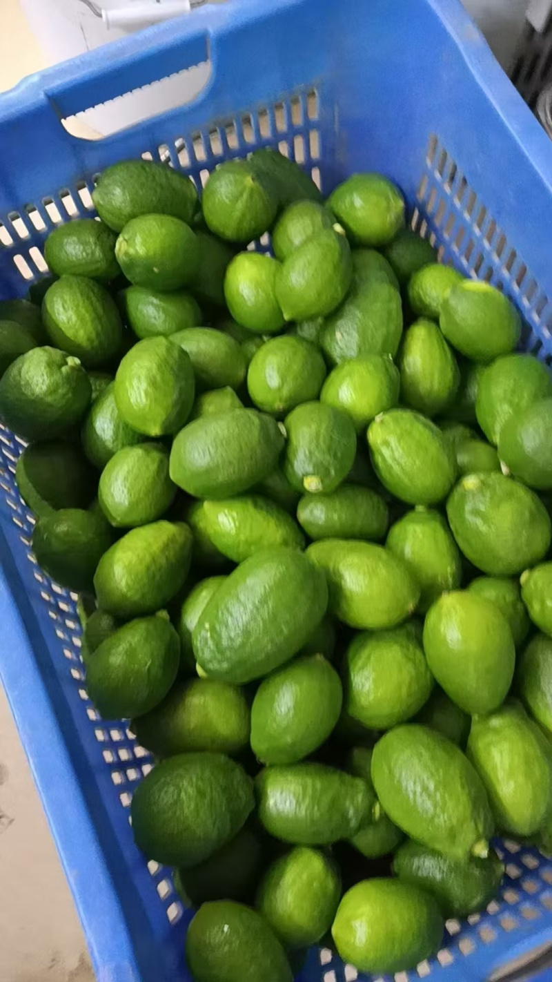 精品广东香水柠檬江门产地一手货源保证质量支持一件代发