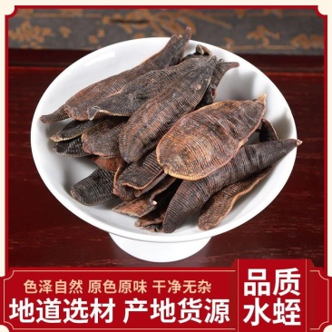 批发清水吊杆水蛭规格齐全可供大货量大价优