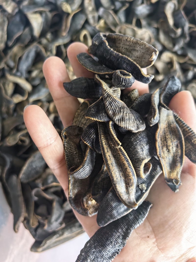 批发清水吊杆水蛭规格齐全可供大货量大价优