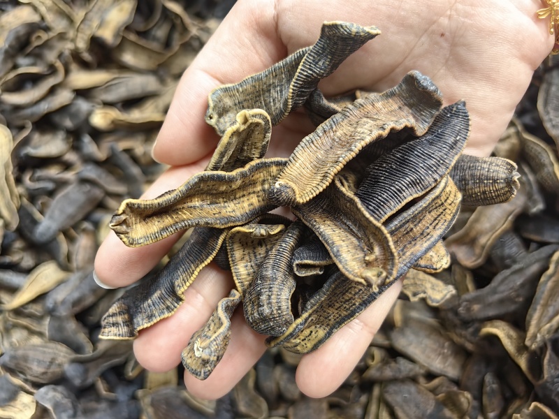 批发清水吊杆水蛭规格齐全可供大货量大价优