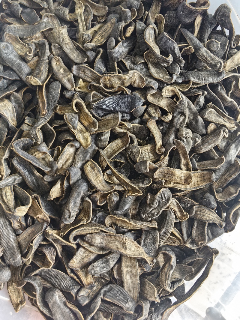 批发清水吊杆水蛭规格齐全可供大货量大价优