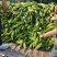 基地种植糯玉米