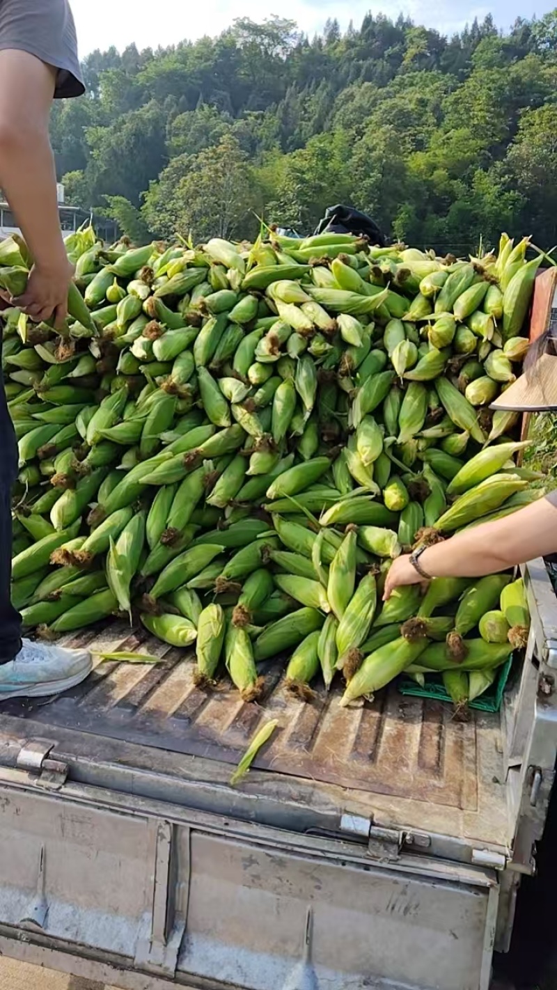 基地种植糯玉米