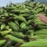 基地种植糯玉米