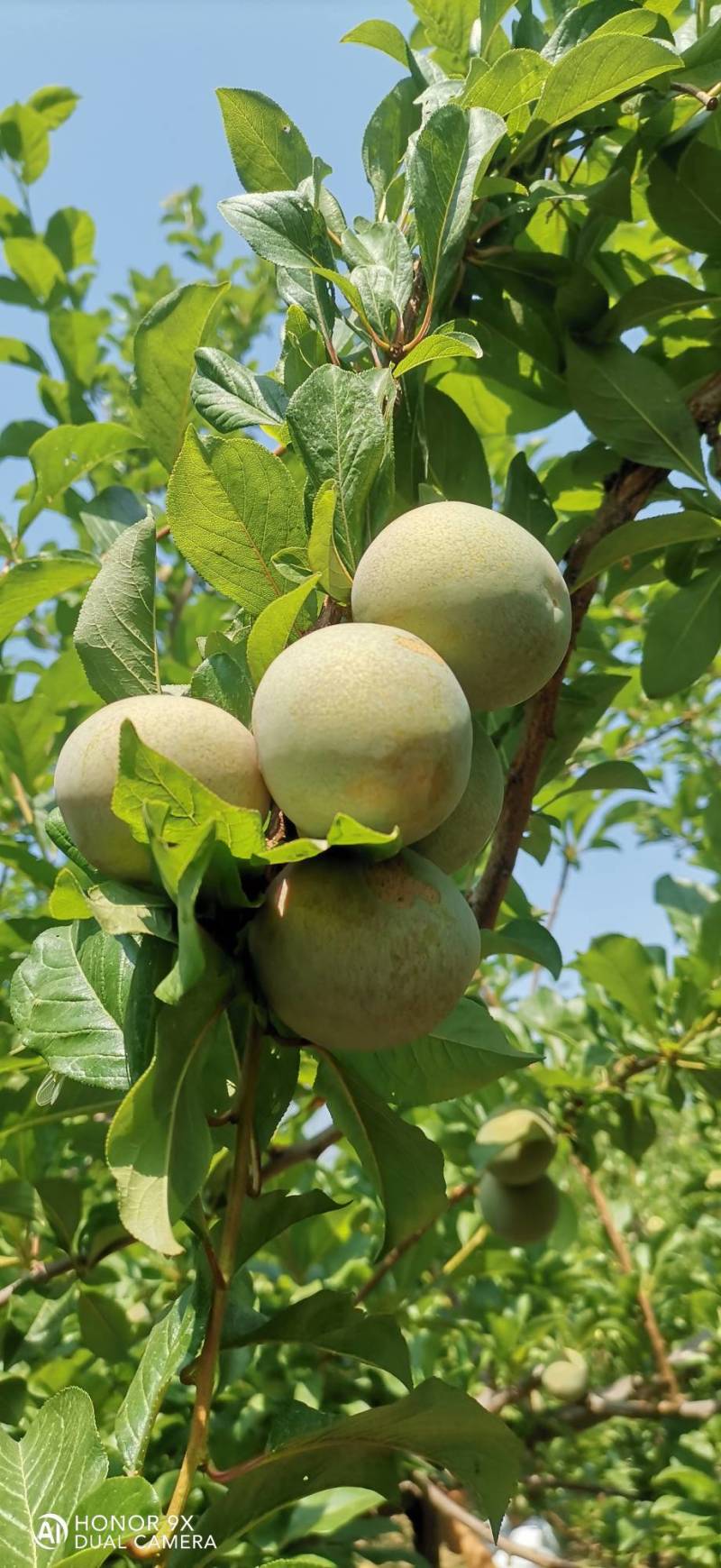 味帝李