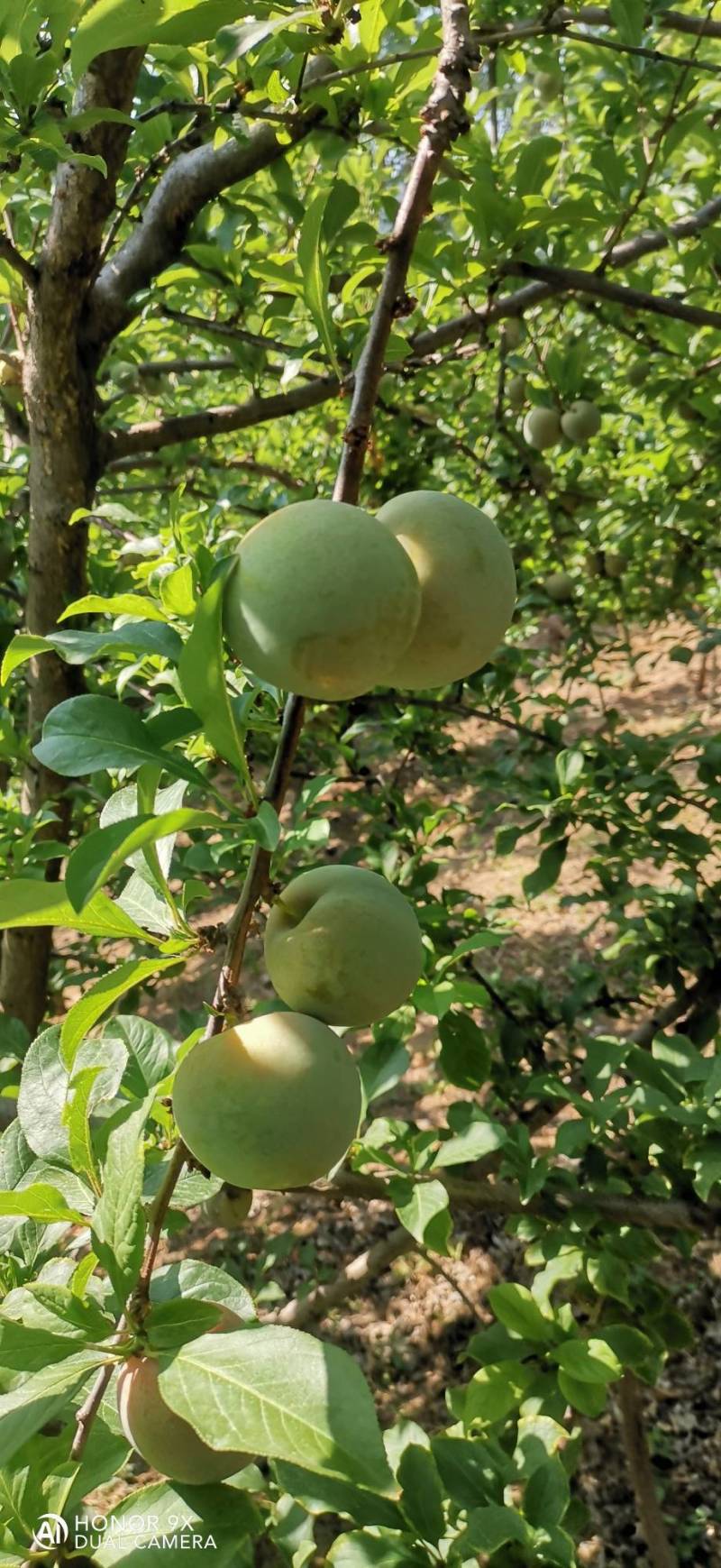 味帝李
