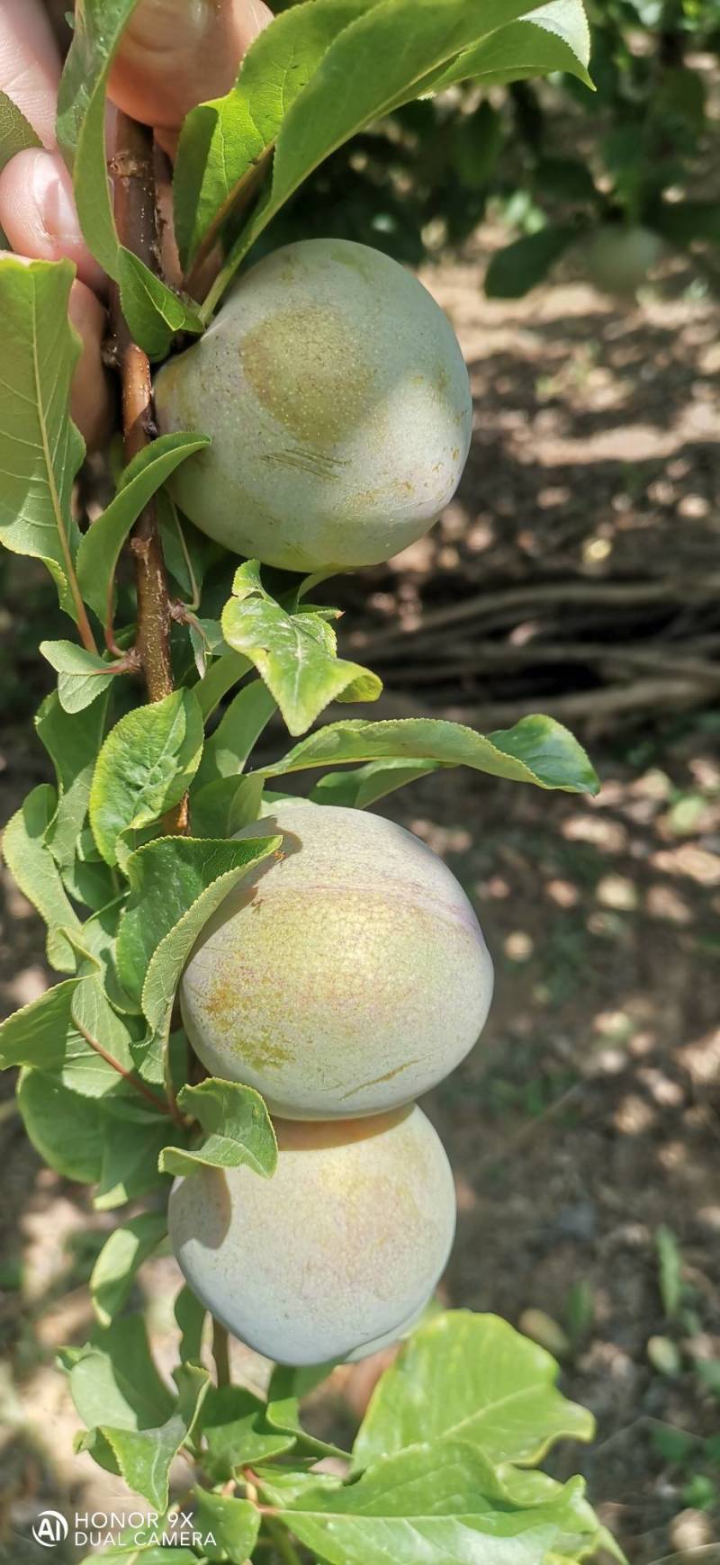 味帝李