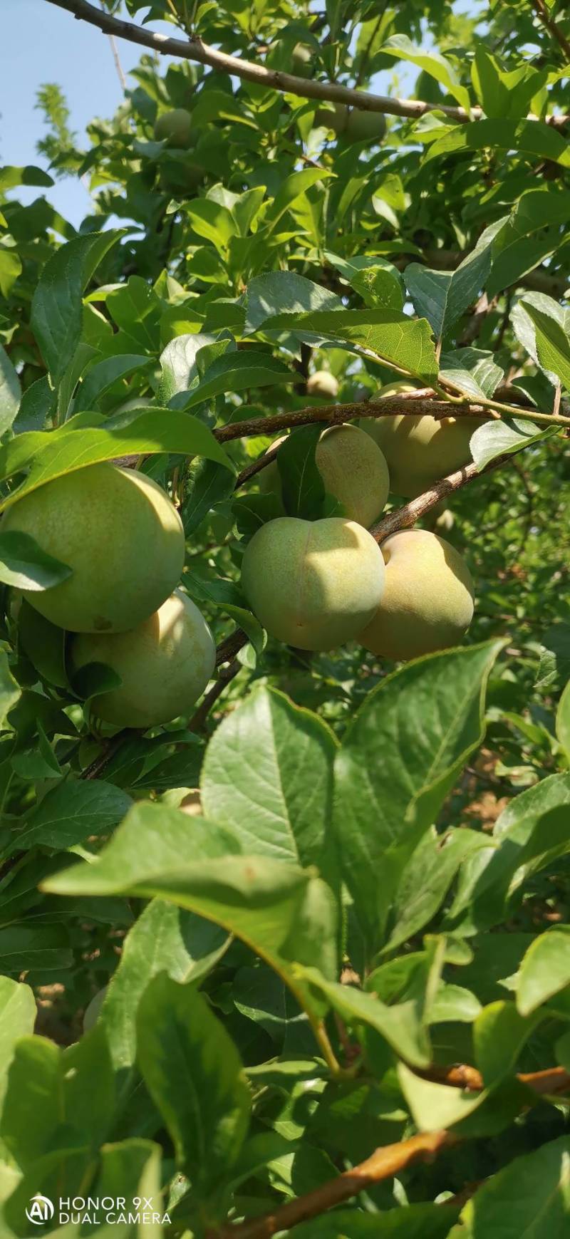 味帝李