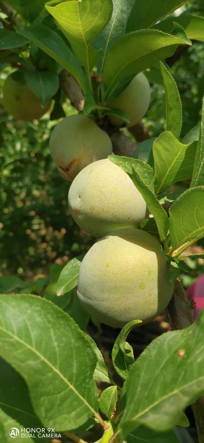 味帝李