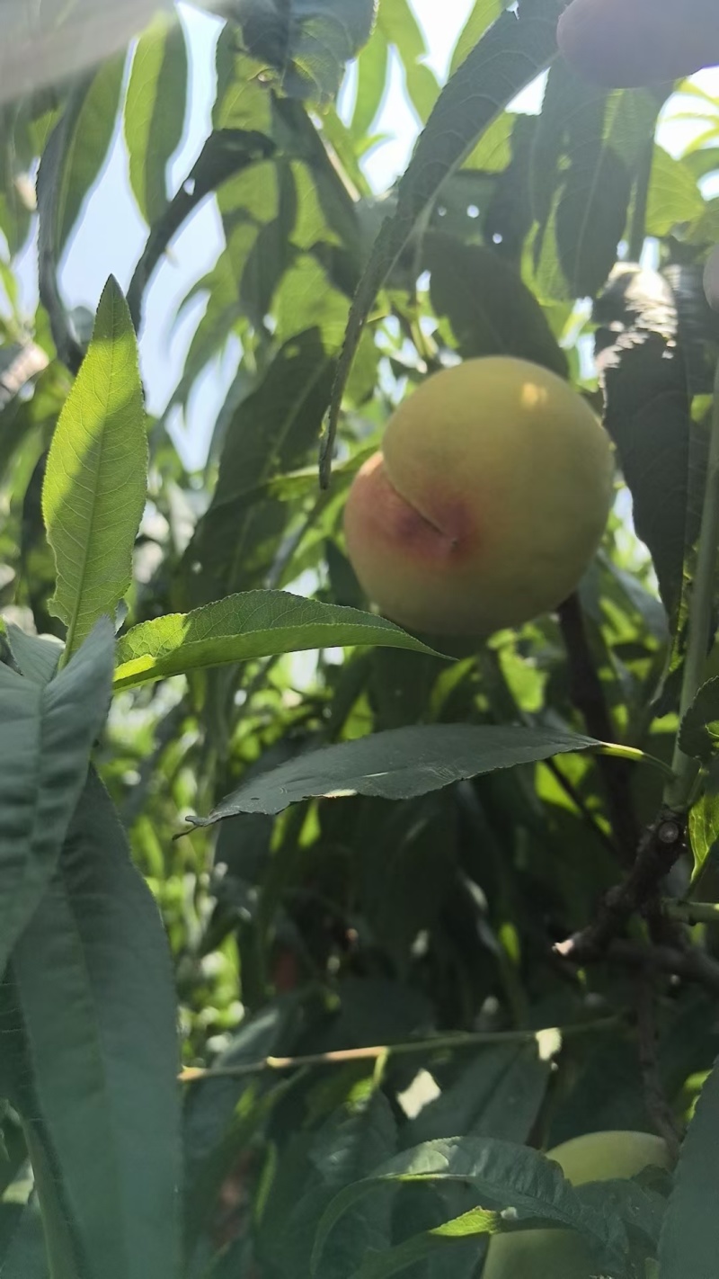 银霆生鲜菇锦绣黄桃