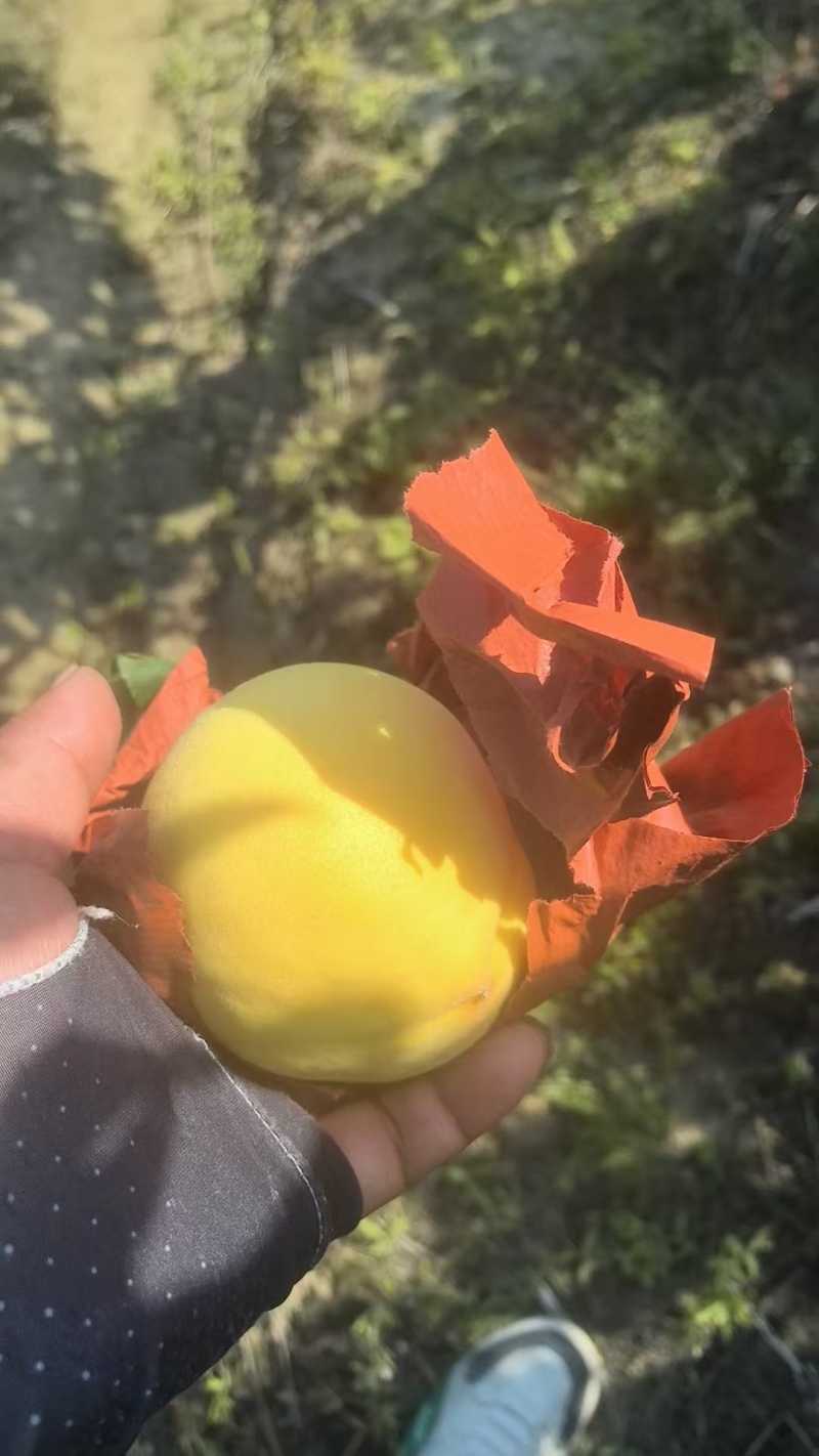 银霆生鲜菇锦绣黄桃