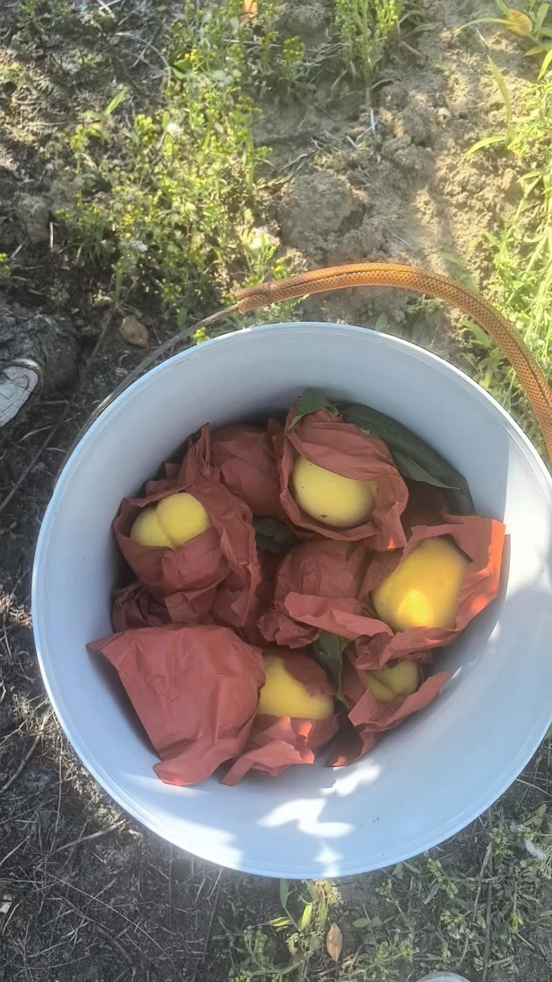 银霆生鲜菇锦绣黄桃