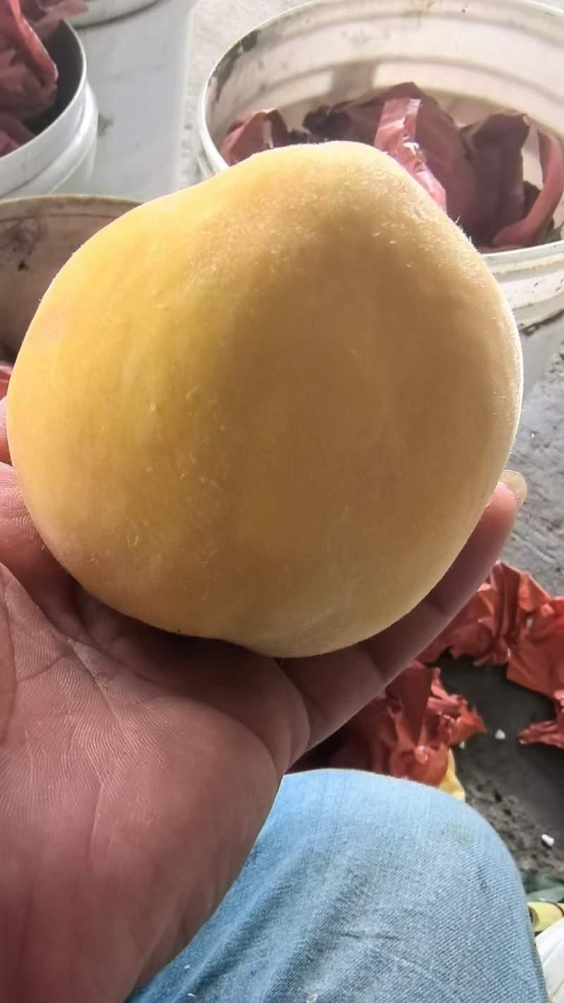 银霆生鲜菇锦绣黄桃