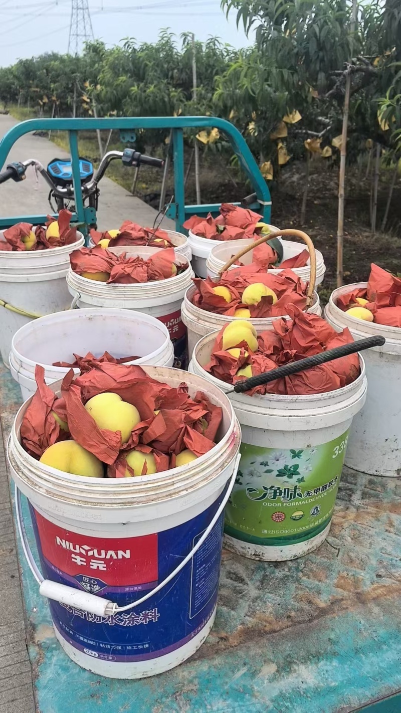银霆生鲜菇锦绣黄桃