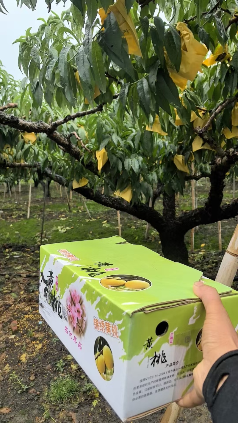 银霆生鲜菇锦绣黄桃