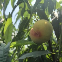 银霆生鲜菇锦绣黄桃