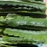 野三角霸王花粘木，蟹爪兰专用嫁接，嫁接生长的花特别鲜色