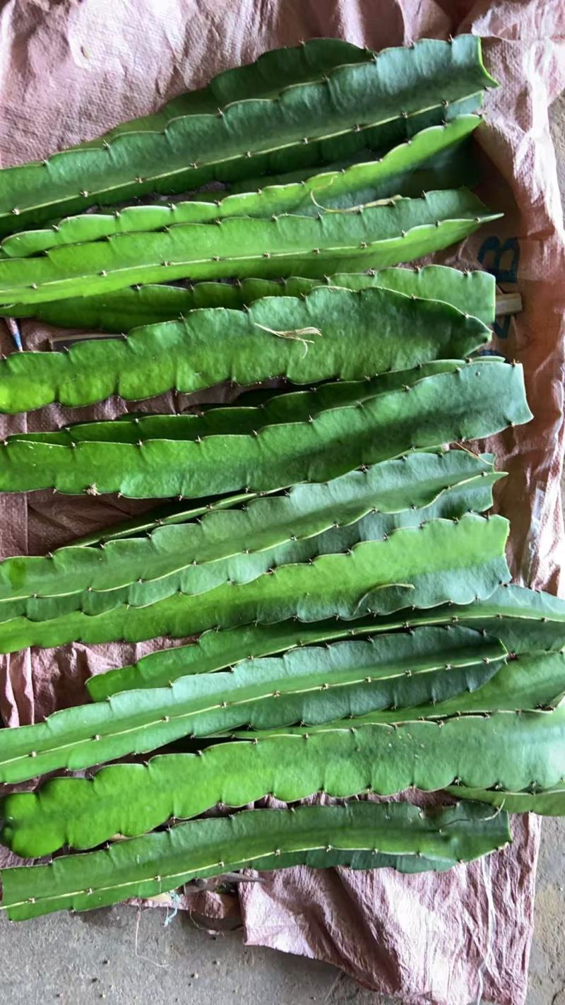 野三角霸王花粘木，蟹爪兰专用嫁接，嫁接生长的花特别鲜色