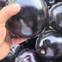 山东圆茄大量有货基地直供可视频看货品质优欢迎来电咨询