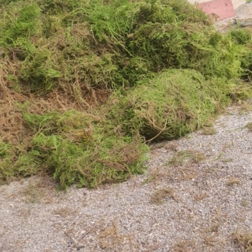 伸筋草