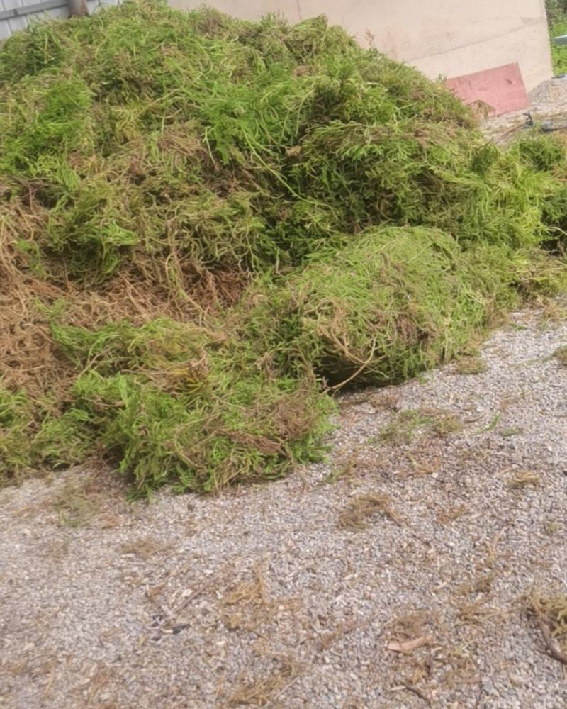 伸筋草
