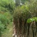 大山黄牛木苗
