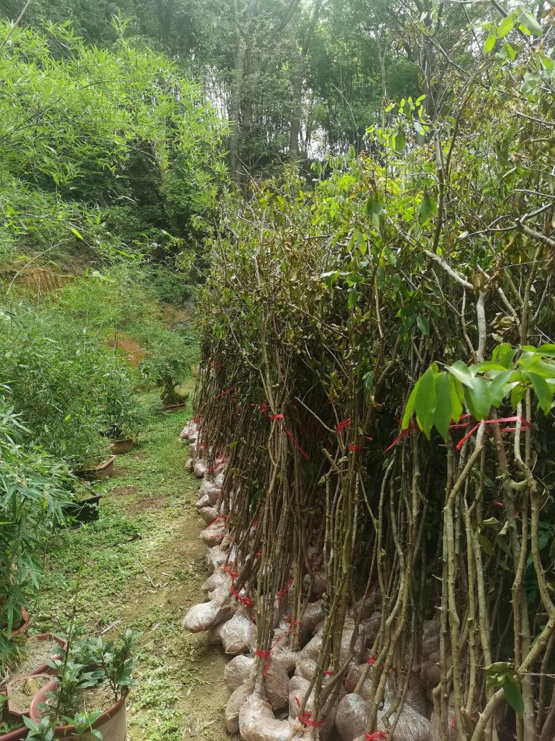 大山黄牛木苗