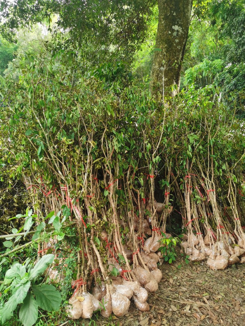 大山黄牛木苗