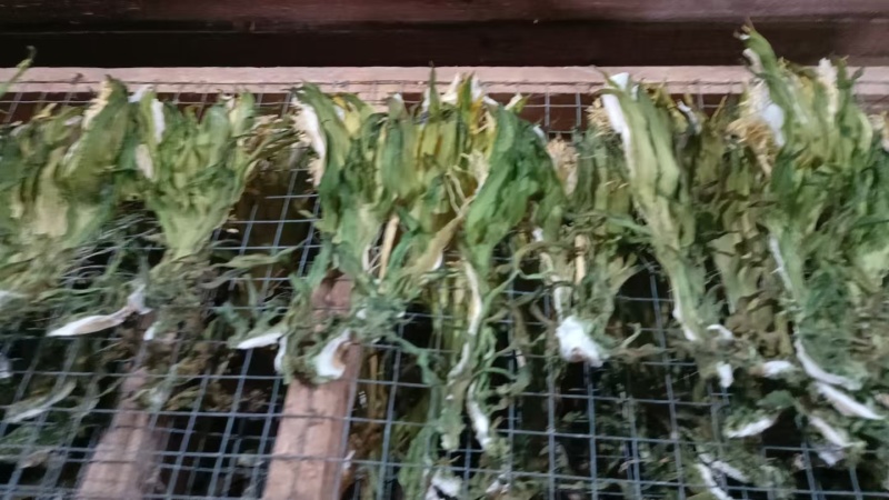 霸王花干花特青特干一手货源