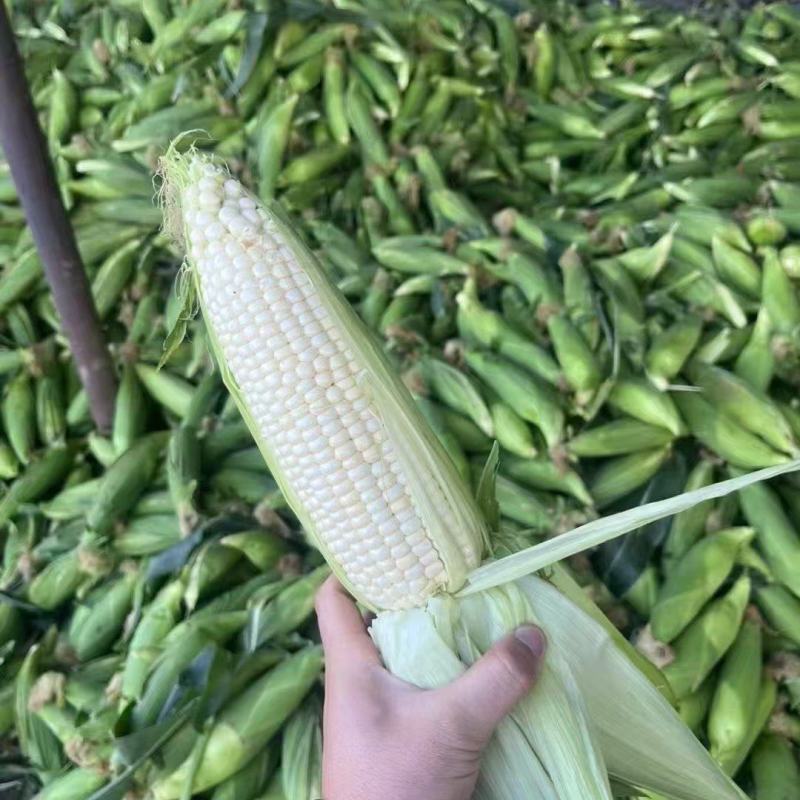 河北邯郸糯玉米产地直发价格美丽