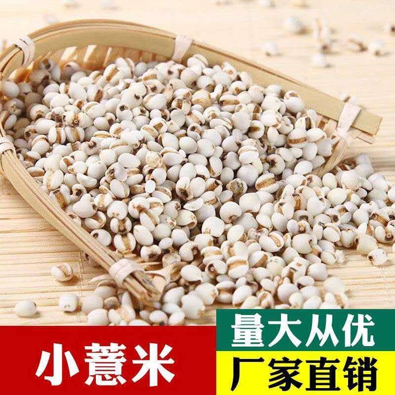 批发薏米仁大薏米小薏米规格齐全可供大货量大价优