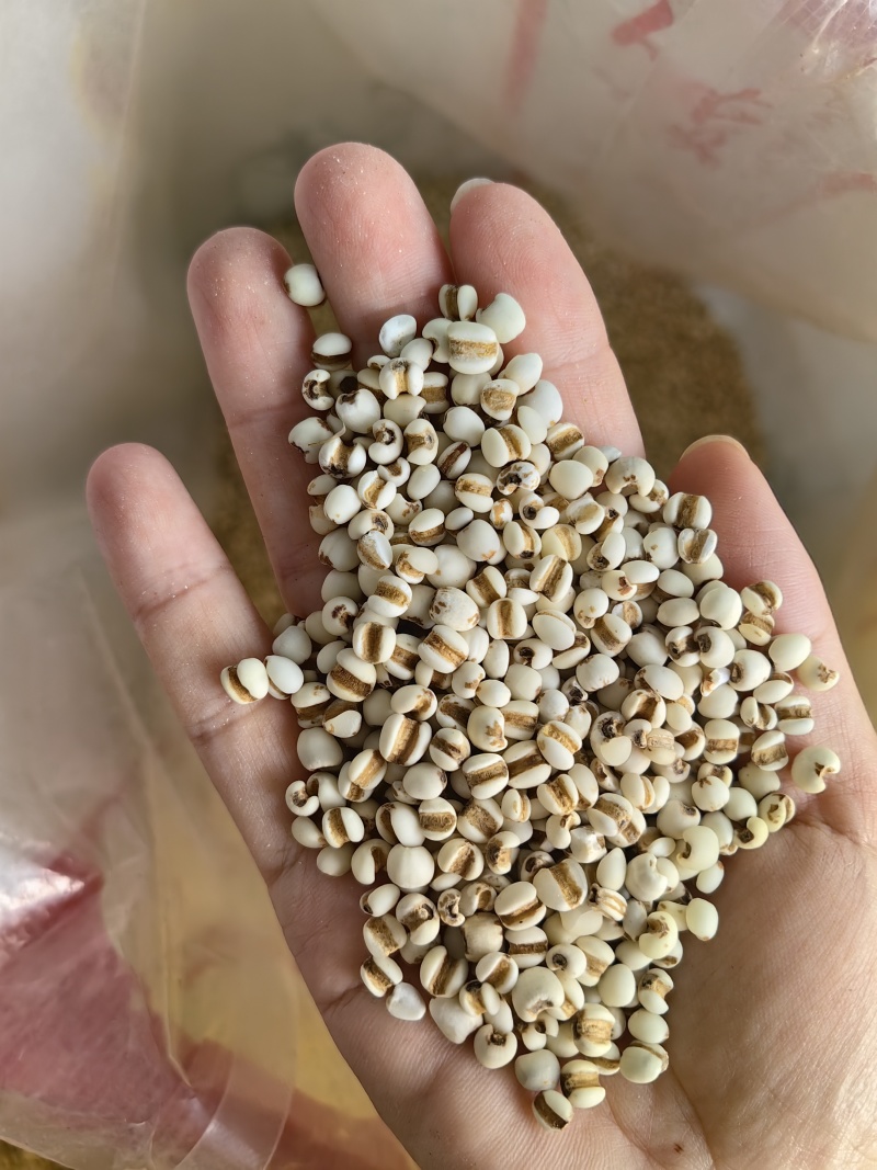 批发薏米仁大薏米小薏米规格齐全可供大货量大价优