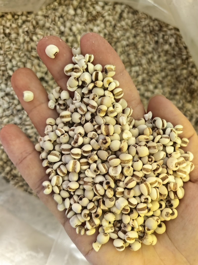 批发薏米仁大薏米小薏米规格齐全可供大货量大价优