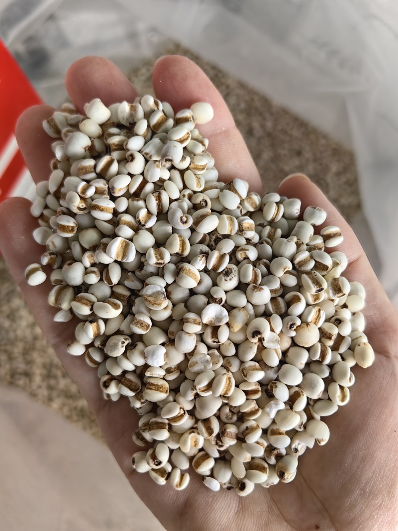 批发薏米仁大薏米小薏米规格齐全可供大货量大价优