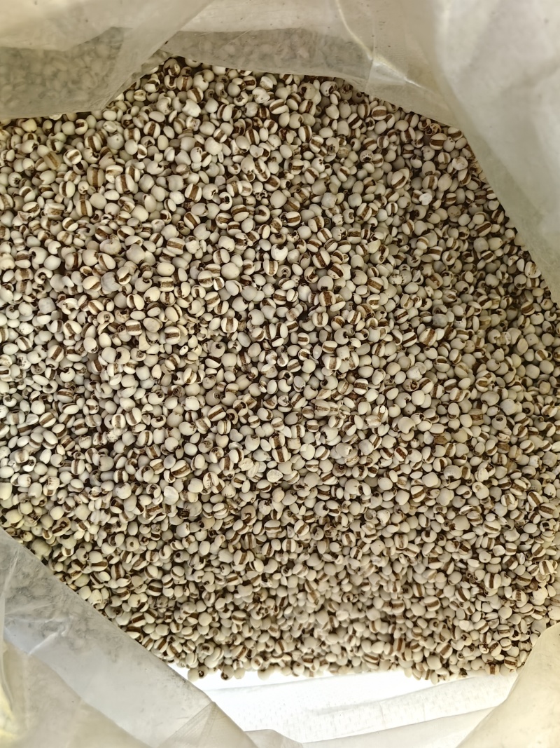 批发薏米仁大薏米小薏米规格齐全可供大货量大价优