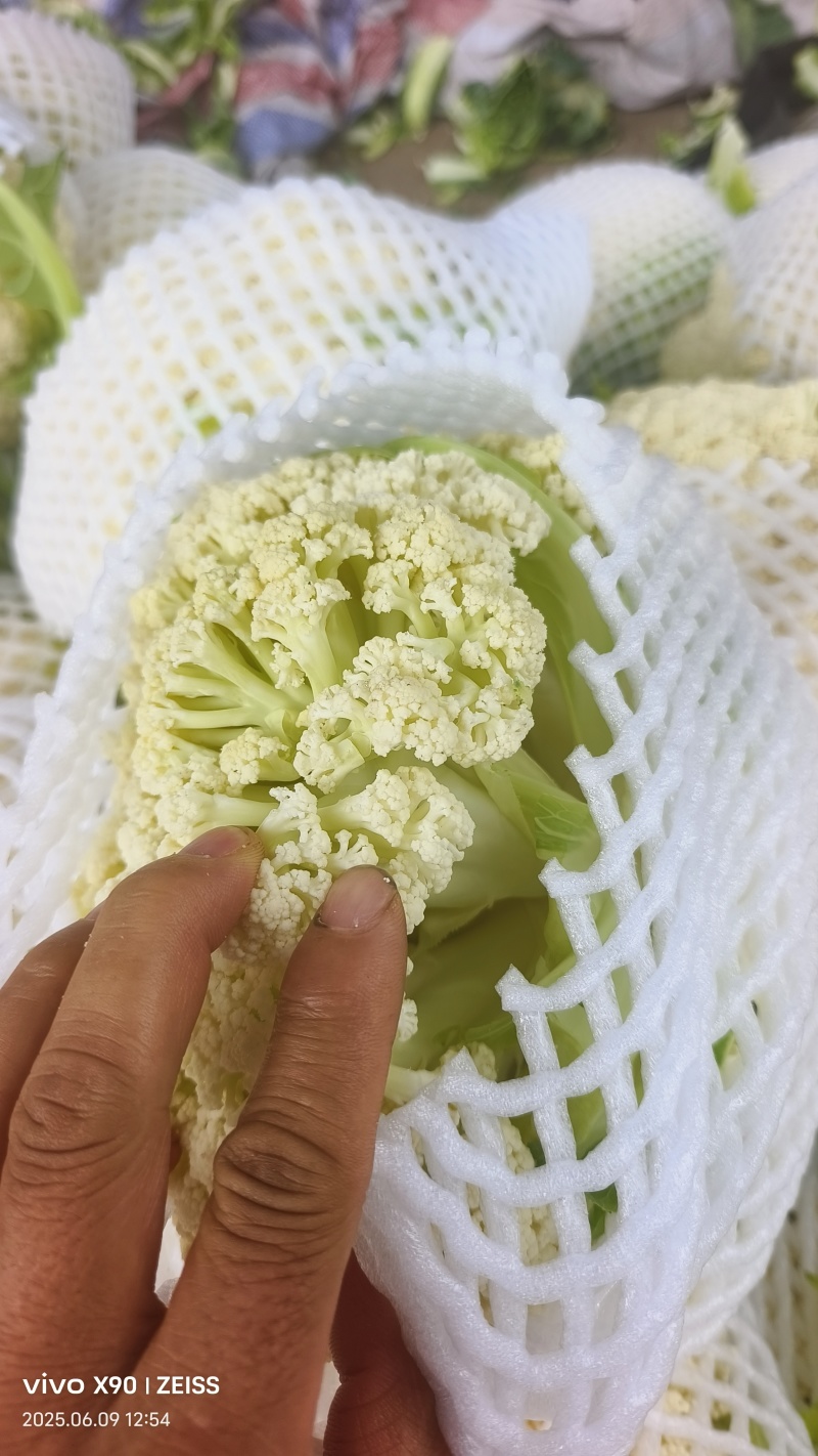 温州有机有机花松花大量上市质量优价位合适欢迎洽