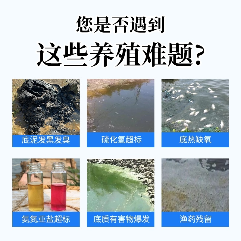 超浓缩粪硫菌改底王鱼虾蟹塘水产养殖专用调水净水改黑除臭