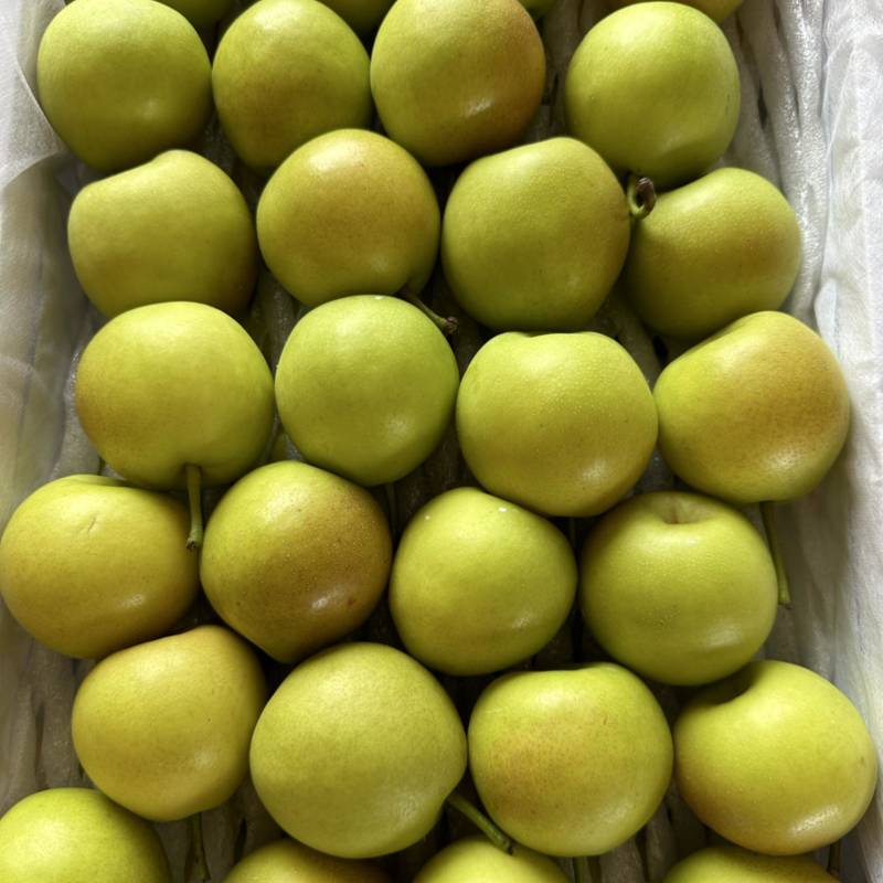 丁香梨早白蜜